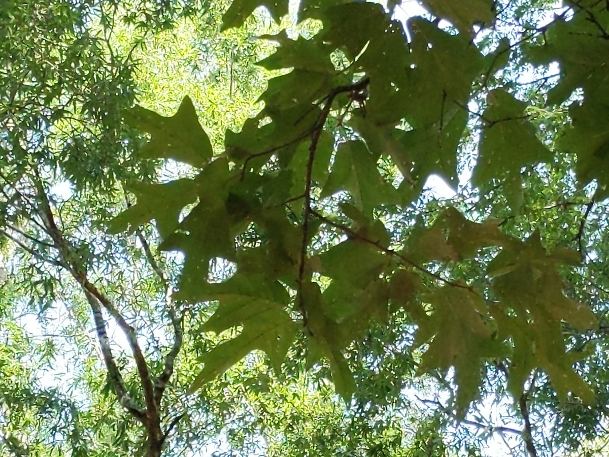 NCWatershedNetwork tweet media