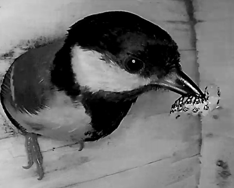 Juan Carlos Senar tweet media