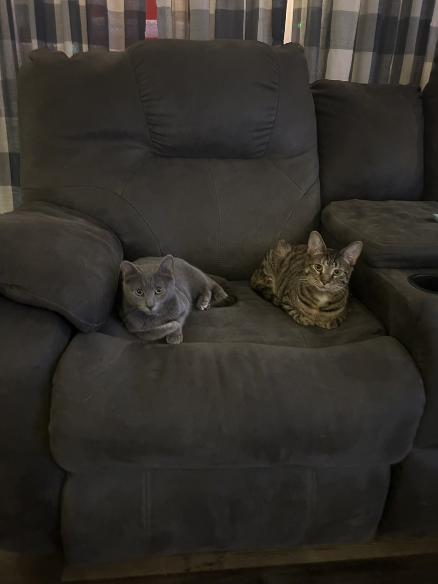 _damnesia's tweet image. life update: my cats are best friends forever