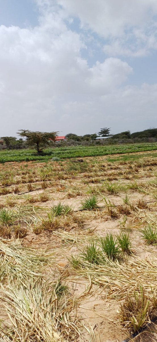 #Climatechange is affecting our way of life, from recurring droughts to extreme weather events that harm our families, livestock, and crops. Together, we must take action to protect our environment and future generations.