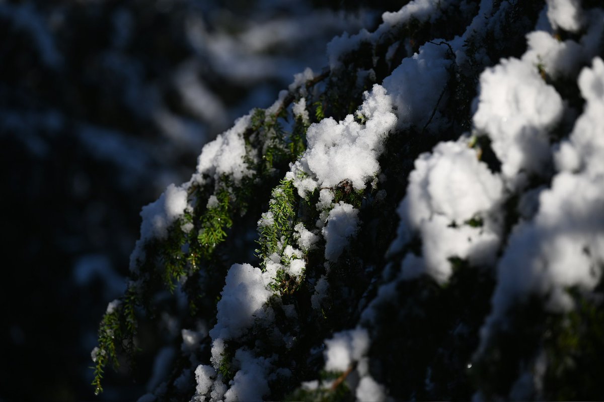 Greg Macvean tweet media