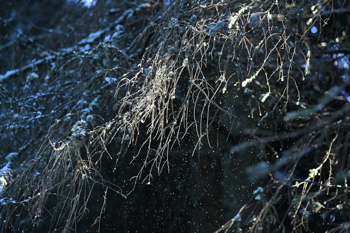 Greg Macvean tweet media