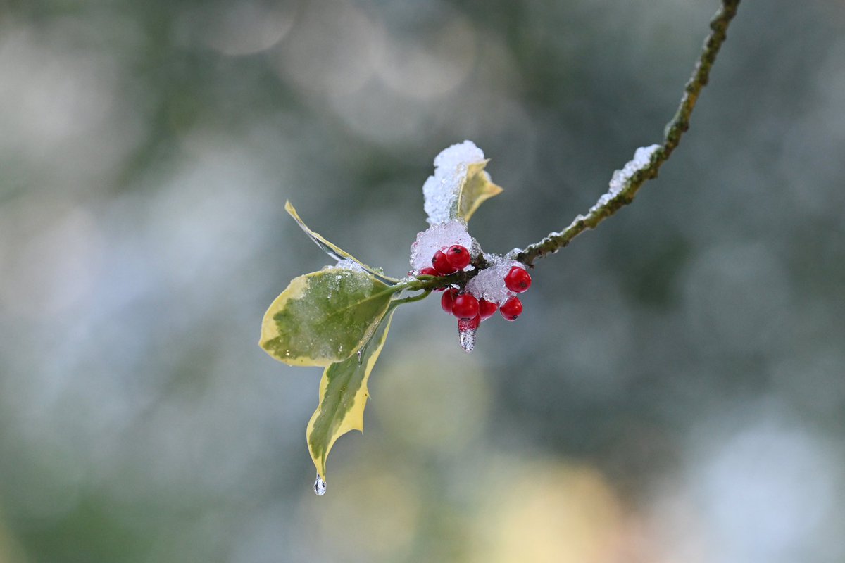 Greg Macvean tweet media