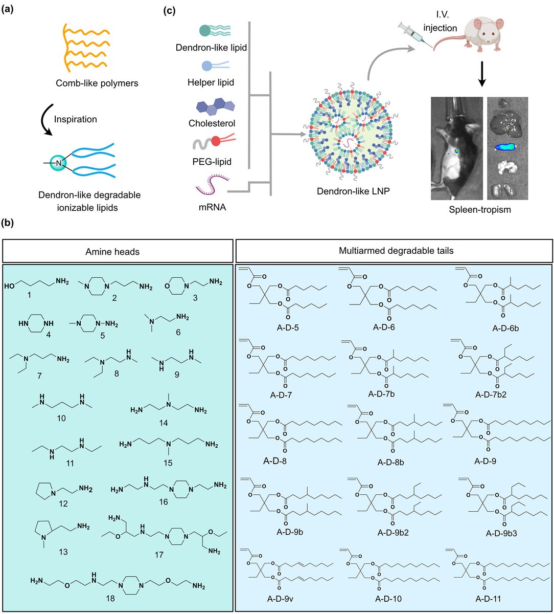 Mike Mitchell (@mjmitchell_lab) on Twitter photo Check out our latest publication in <a href="/J_A_C_S/">J. Am. Chem. Soc.</a> led by <a href="/MJMitchell_Lab/">Mike Mitchell</a> Postdoc <a href="/Lulu_Xuee/">Lulu Xue, Ph.D</a> in collaboration with <a href="/WeissmanLab/">The Drew Weissman Lab</a> <a href="/Karin_Wang26/">Karin Wang</a> on a dendron-like degradable ionizable lipid nanoparticle platform for mRNA delivery to the spleen!
Link to study: pubs.acs.org/doi/10.1021/ja… Check out our latest publication in <a href="/J_A_C_S/">J. Am. Chem. Soc.</a> led by <a href="/MJMitchell_Lab/">Mike Mitchell</a> Postdoc <a href="/Lulu_Xuee/">Lulu Xue, Ph.D</a> in collaboration with <a href="/WeissmanLab/">The Drew Weissman Lab</a> <a href="/Karin_Wang26/">Karin Wang</a> on a dendron-like degradable ionizable lipid nanoparticle platform for mRNA delivery to the spleen!
Link to study: pubs.acs.org/doi/10.1021/ja…