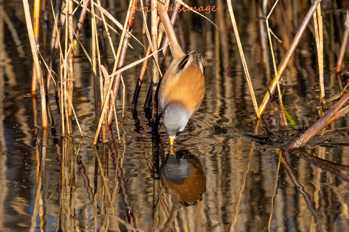 Sofa Birding (@sofabirdermoi) on Twitter photo Beautiful Bearded Reedling at Elmley NNR. 02-01-25 <a href="/KentishPlover/">KOS</a> <a href="/ElmleyNNR/">Elmley NNR</a> <a href="/WildlifeMag/">BBC Wildlife</a> <a href="/Natures_Voice/">RSPB</a> <a href="/BBCSpringwatch/">BBC Springwatch</a> <a href="/CountryfileMag/">Countryfile Magazine</a> Beautiful Bearded Reedling at Elmley NNR. 02-01-25 <a href="/KentishPlover/">KOS</a> <a href="/ElmleyNNR/">Elmley NNR</a> <a href="/WildlifeMag/">BBC Wildlife</a> <a href="/Natures_Voice/">RSPB</a> <a href="/BBCSpringwatch/">BBC Springwatch</a> <a href="/CountryfileMag/">Countryfile Magazine</a>