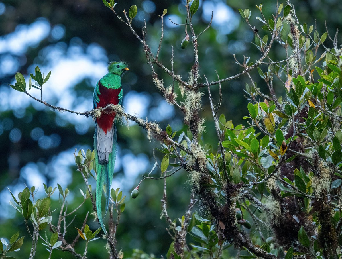 A magnificent male resplendent quetzal. 
San Gerardo de Dota, #CostaRica 
#BBCWildlifePOTD #wildlife #nature #wildlifephotography #birds