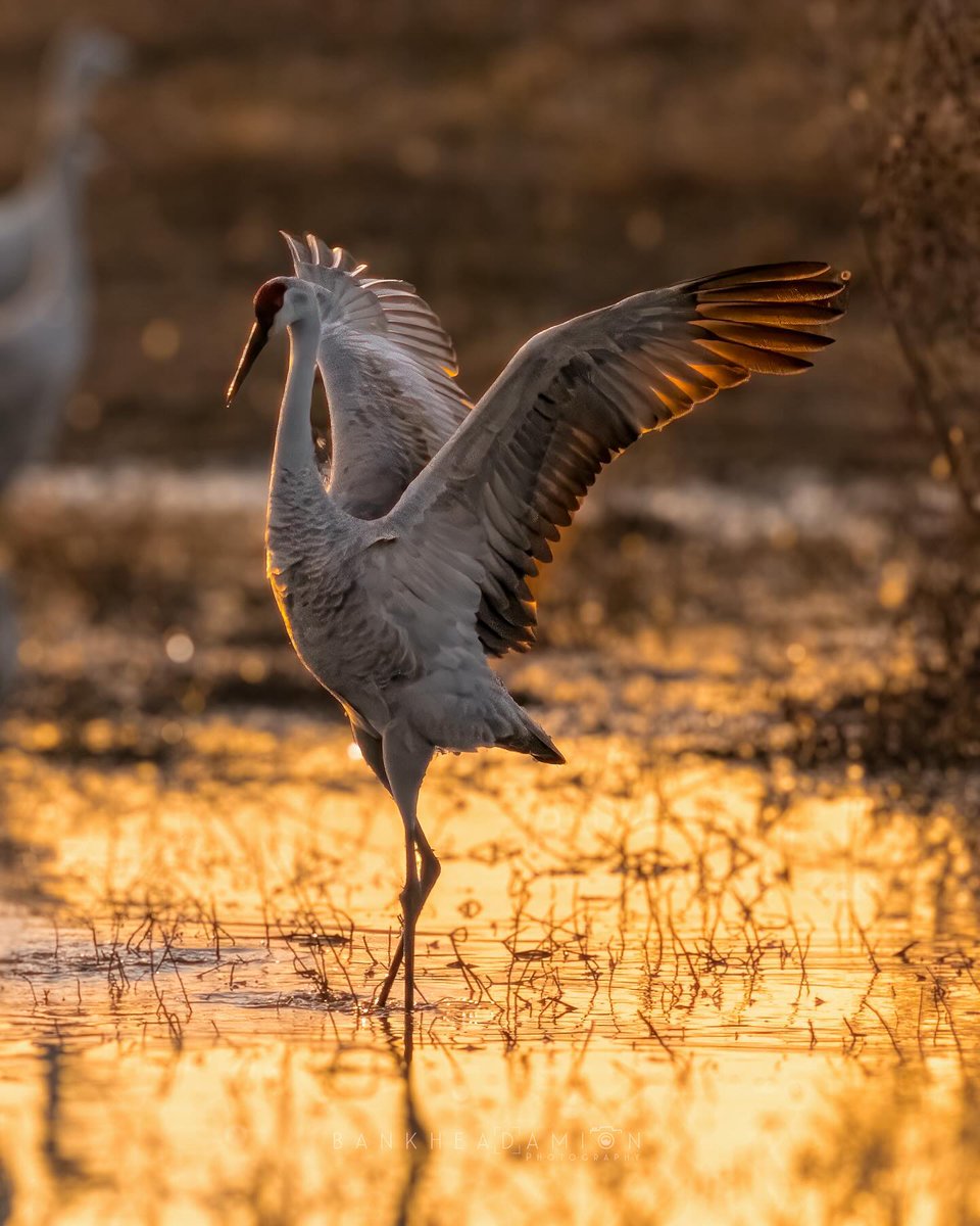 TweetHomeAla's tweet image. Experience the magic of the Festival of the Cranes in Decatur, AL! Next weekend, January 10-12, celebrate the annual migration of sandhill and whooping cranes to Wheeler National Wildlife Refuge. #VisitDecaturAL #ALFestivals bit.ly/401JCo1

📷: damionbankheadphotos on…