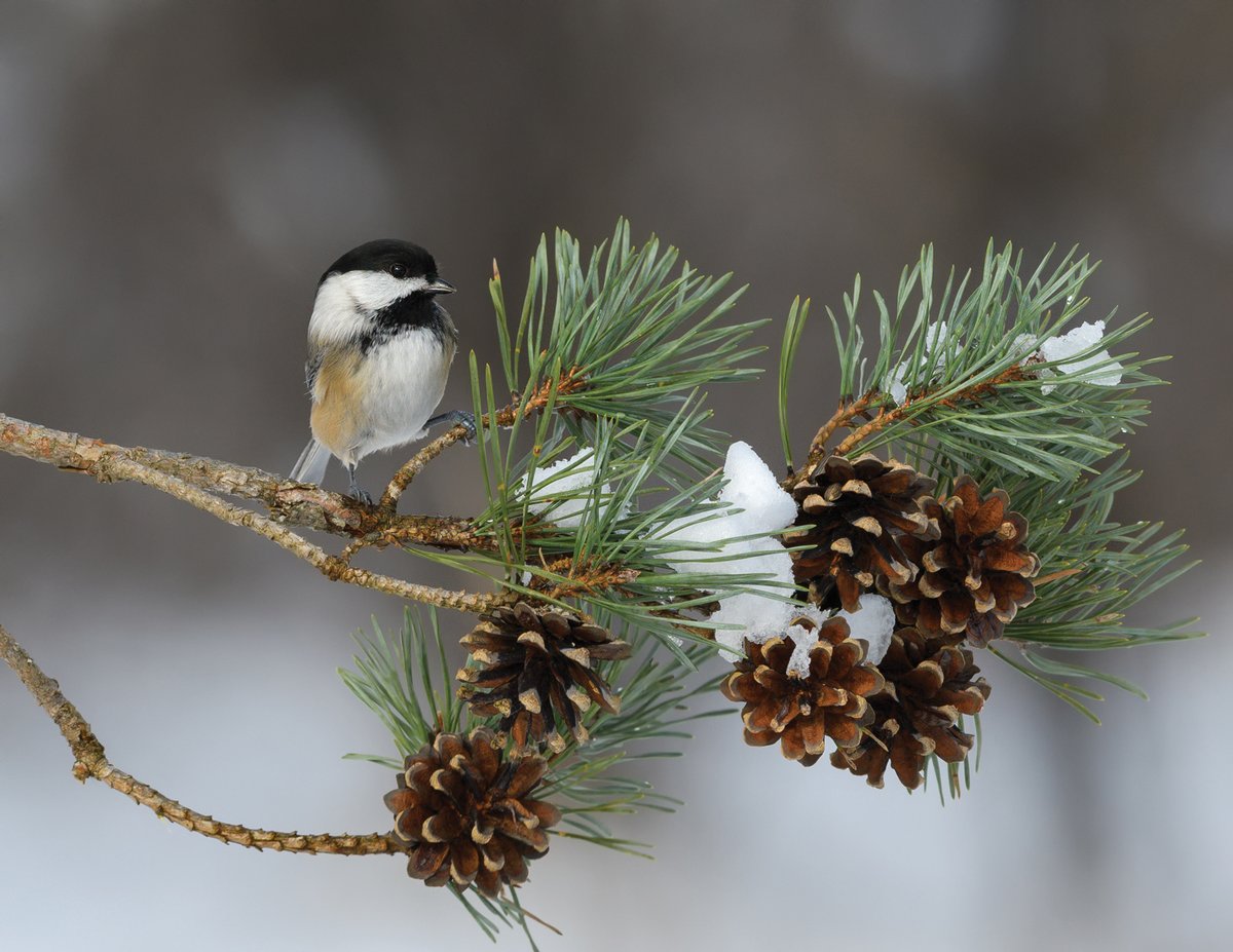 Curious and friendly, chickadees charm backyard birdwatchers and provide pest control to farms and gardens.

grit.com/animals/wildli…