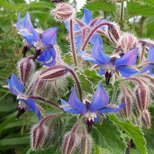 New competition for 2025!

Enter for the chance to WIN a £200 Voucher to spend with Plant World!

Please follow, ❤️, tag, RT and enter on the link:

allotmentonline.co.uk/win-a-plant-wo…

#win #competition #plants #seeds