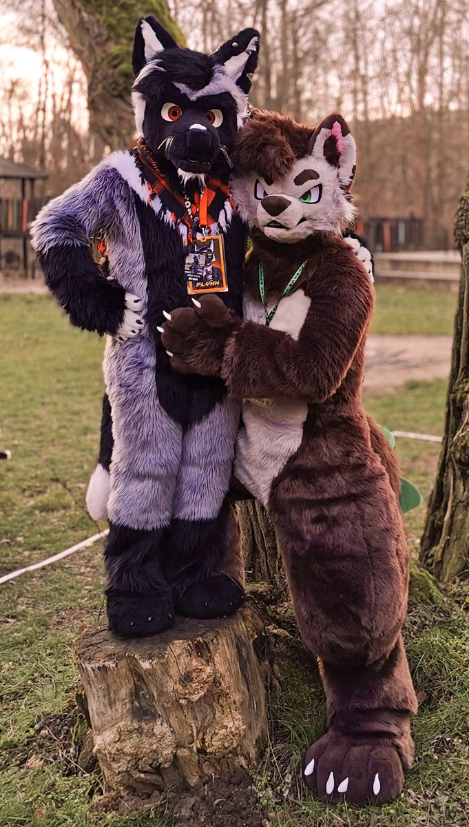 🎉 #FursuitFriday 
Kuschelige Stimmung hier mit <a href="/Doof_Fuchs/">Ostblock Fuchs🌲</a> und @QuodLupusDei
✨🐺🐺✨