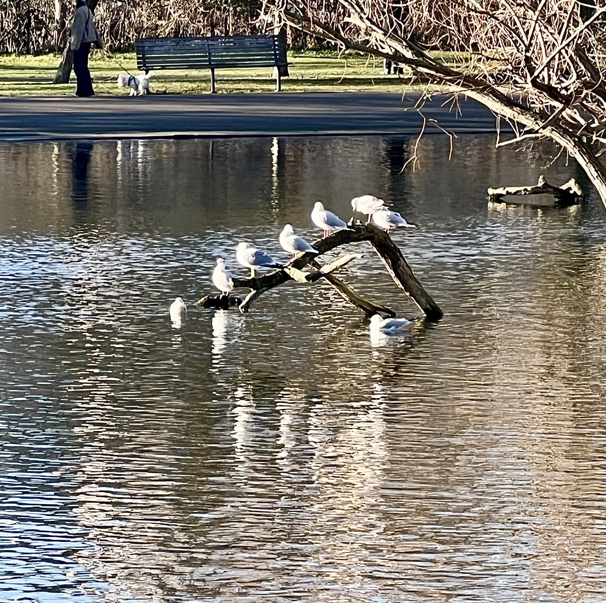 LizzieHelenMay's tweet photo. #fourforFriday - stretching the legs on the crispest of crisp days https://t.co/8qFutD8JmO
