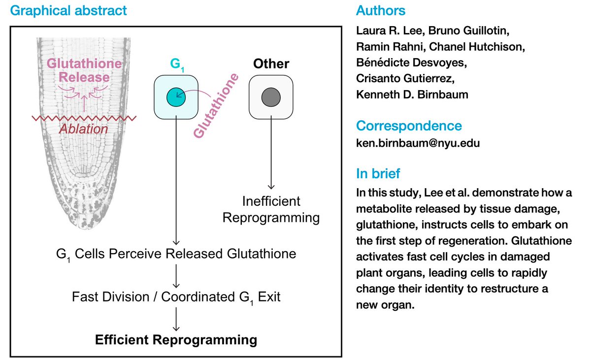 Crisanto Gutierrez (@cg_ath) on Twitter photo Glutathione accelerates the #cellcycle & cellular reprogramming in #plant regeneration <a href="/Dev_Cell/">Developmental Cell</a> cell.com/developmental-…
Very pleased of this joint effort with <a href="/KenBirnbaum/">Kenneth D. Birnbaum</a>, Laura Lee et al, combining scRNAseq & cell cycle #PlaCCI <a href="/CBM_CSIC_UAM/">Centro de Biología Molecular Severo Ochoa</a> <a href="/b_desvoyes/">Ben</a> Glutathione accelerates the #cellcycle & cellular reprogramming in #plant regeneration <a href="/Dev_Cell/">Developmental Cell</a> cell.com/developmental-…
Very pleased of this joint effort with <a href="/KenBirnbaum/">Kenneth D. Birnbaum</a>, Laura Lee et al, combining scRNAseq & cell cycle #PlaCCI <a href="/CBM_CSIC_UAM/">Centro de Biología Molecular Severo Ochoa</a> <a href="/b_desvoyes/">Ben</a>