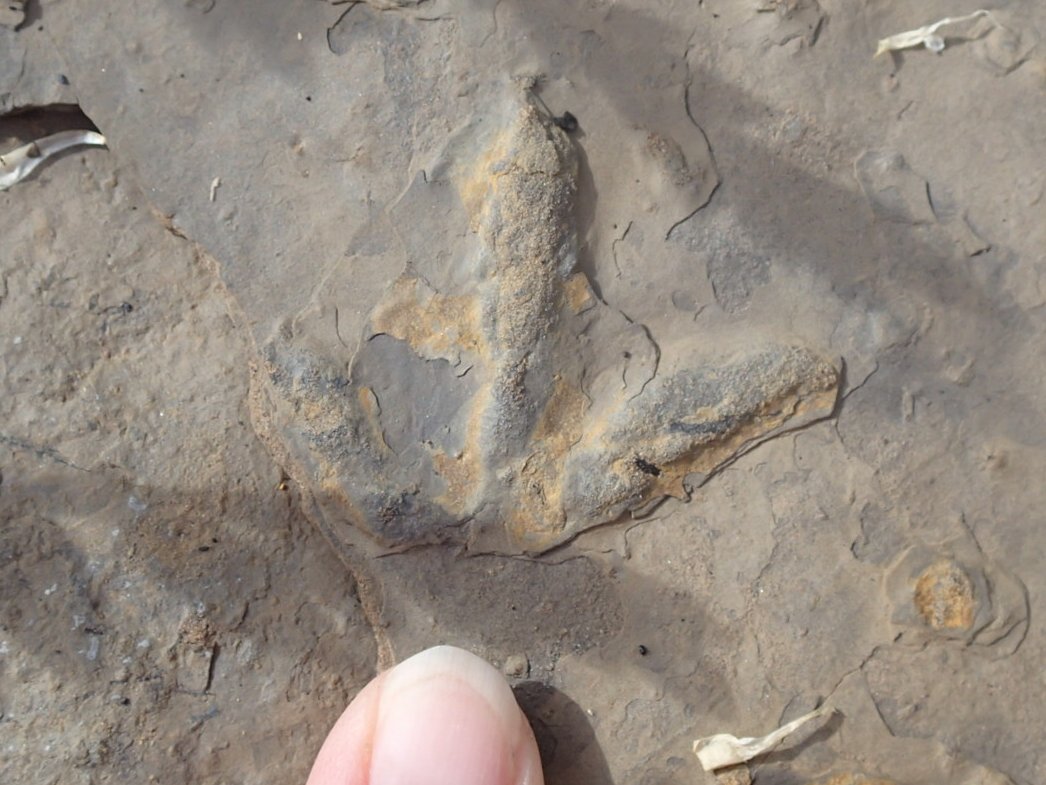 Emily Bamforth (@el_bamforth) on Twitter photo First #FossilFriday of 2025! This a beautiful #bird (or small theropod) #footprint from the early #Cretaceous Gates Formation, found near #GrandeCache, AB. #ichnology #fossil #paleontology <a href="/CurrieMuseum/">Philip J. Currie Dinosaur Museum</a> First #FossilFriday of 2025! This a beautiful #bird (or small theropod) #footprint from the early #Cretaceous Gates Formation, found near #GrandeCache, AB. #ichnology #fossil #paleontology <a href="/CurrieMuseum/">Philip J. Currie Dinosaur Museum</a>