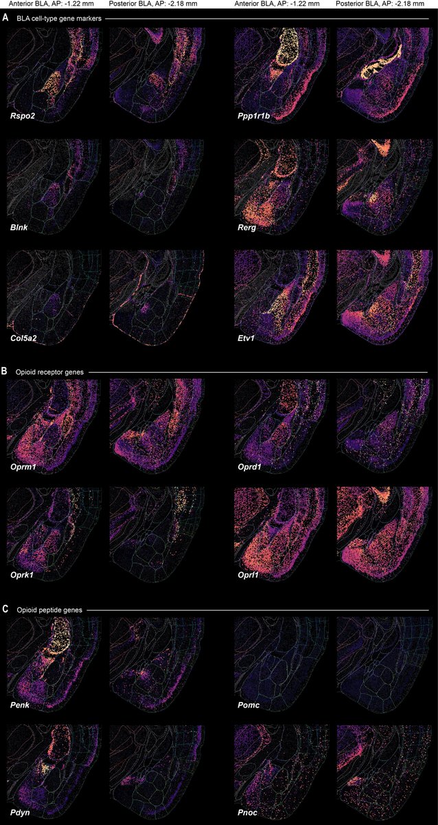 Opioid receptors/peptides across the amygdala

🐭🧠🧬