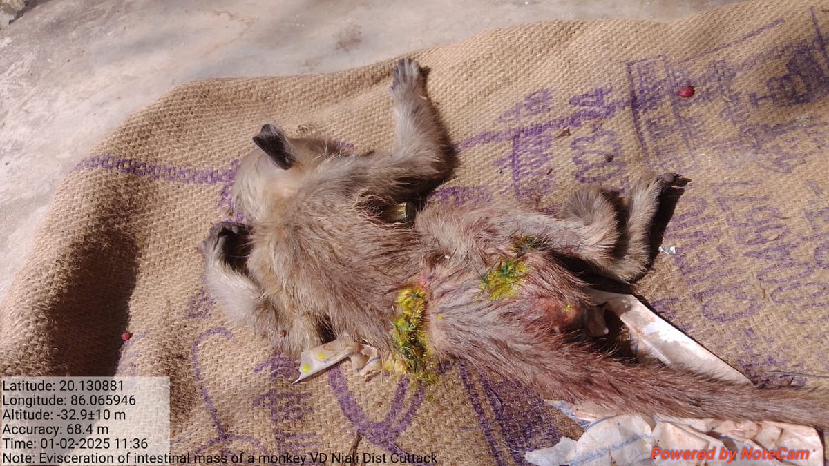 Odisha Veterinary Service Association CUTTACK tweet media