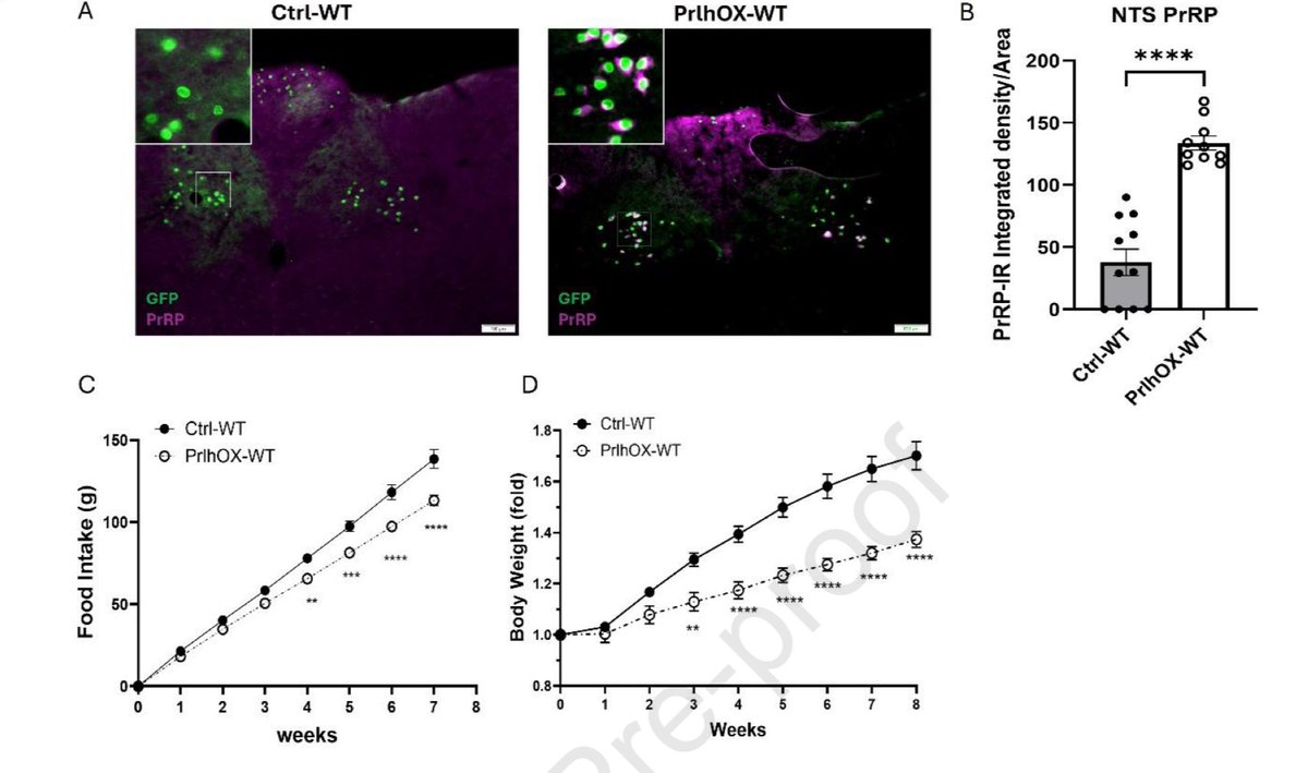 Daniel J Drucker (@danieljdrucker) on Twitter photo New studies in mice revealing distinct roles for prolactin-related peptide and its receptors in control of food intake <a href="/MolMetab/">Molecular Metabolism</a> <a href="/seeleyrj/">Randy J. Seeley, Ph.D.</a> <a href="/UMich/">University of Michigan</a> sciencedirect.com/science/articl… New studies in mice revealing distinct roles for prolactin-related peptide and its receptors in control of food intake <a href="/MolMetab/">Molecular Metabolism</a> <a href="/seeleyrj/">Randy J. Seeley, Ph.D.</a> <a href="/UMich/">University of Michigan</a> sciencedirect.com/science/articl…