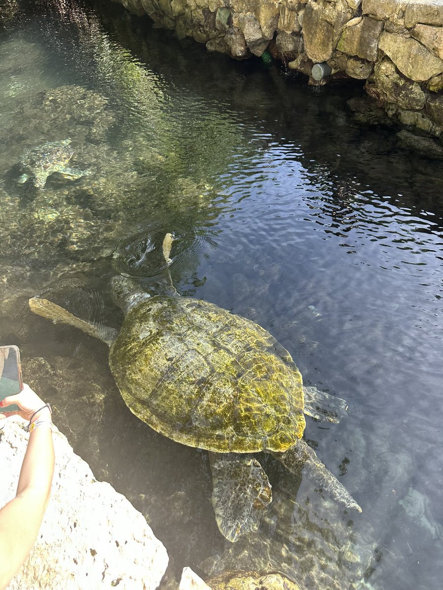 Out here in Playa

Look at the turtle behind me, turn up