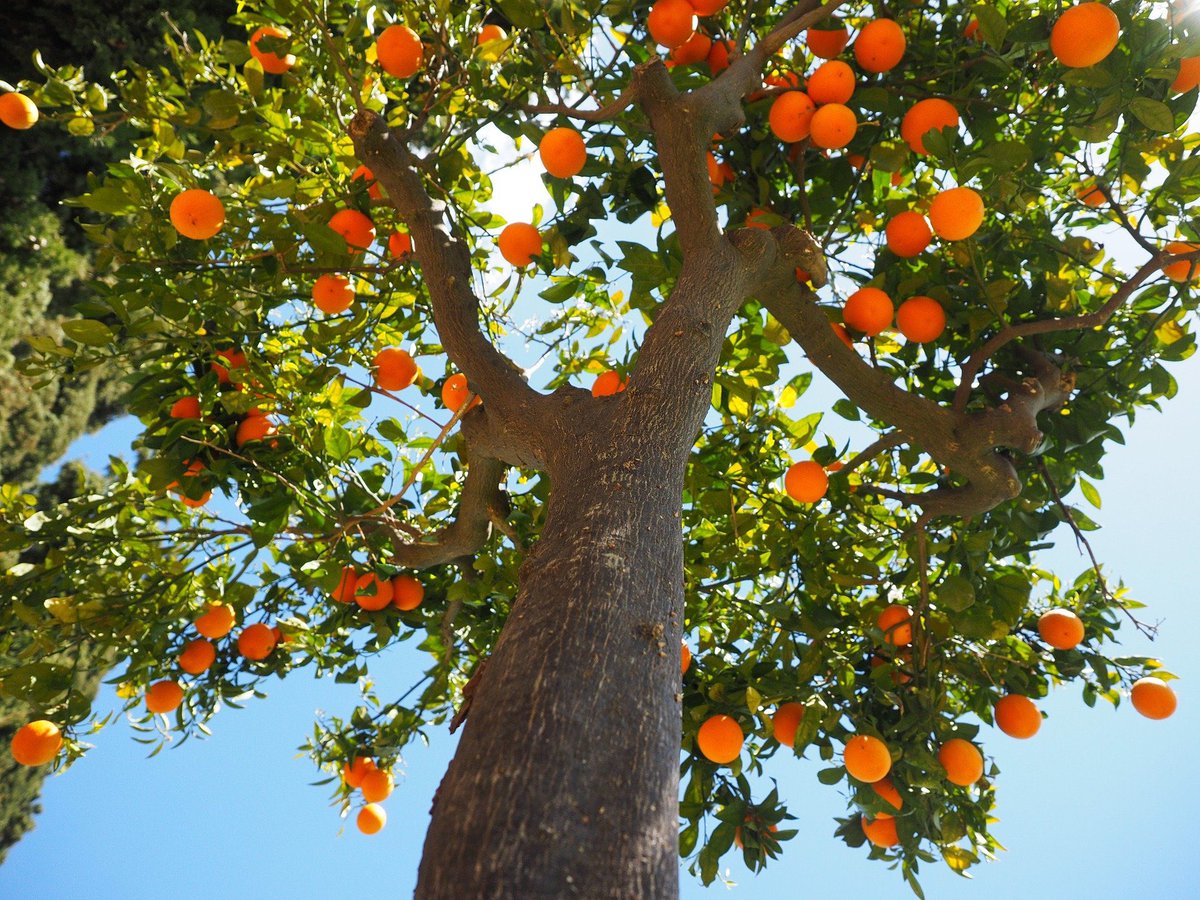 في الفرنسية كلمة orange تعني البرتقال كما اللون البرتقالي. وقد عرفت أوروبا هذه الفاكهة في القرن 14 بفضل العرب الذين أتوا بها من آسيا إلى دمشق ثم إلى الأندلس وتسمى نارنج وهو البرتقال المرّ. 
لكن كيف كان الأوروبيون يسمون اللون البرتقالي قبل ذلك؟
ببساطة،لم يكن لديهم اسم لهذا اللون🤷🏻‍♀️