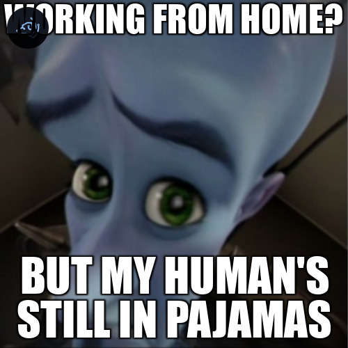 zupdogillion's tweet image. "When your cat becomes your co-worker and starts complaining about the office conditions... 🐱💼 #LockdownLife #WorkFromHomeStruggles #meme #zupdogillion"