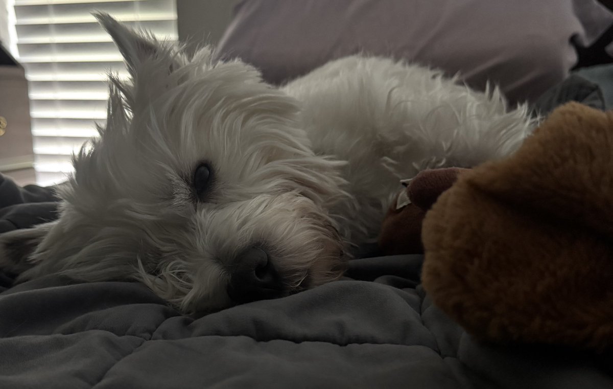 Muvver do you have to make the bed right now? #dogsoftwitter #Westie