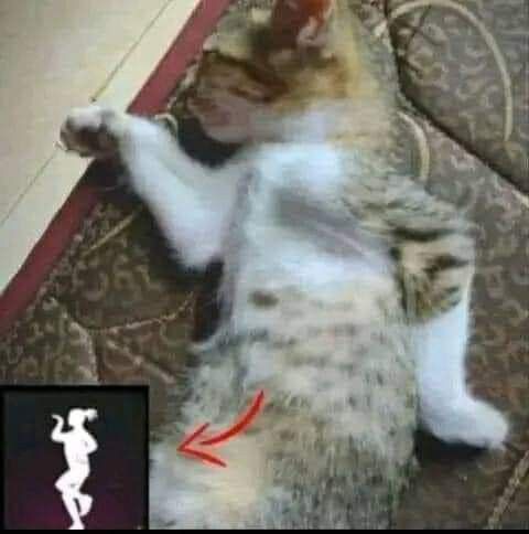 Michiko COD musang tweet media