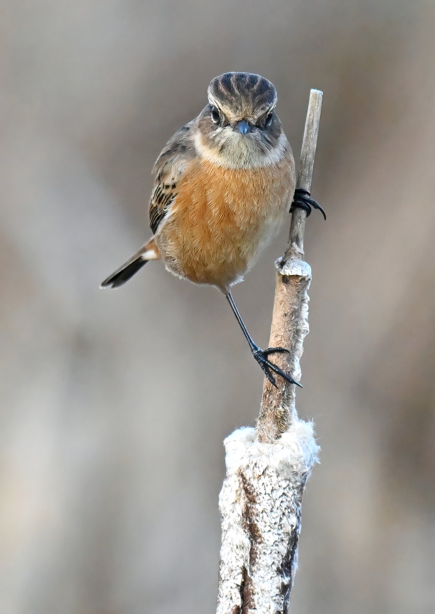 CarlBovisNature's tweet image. Inquisitive female Stonechat. 😍
 Taken recently at RSPB Greylake. 😀🐦