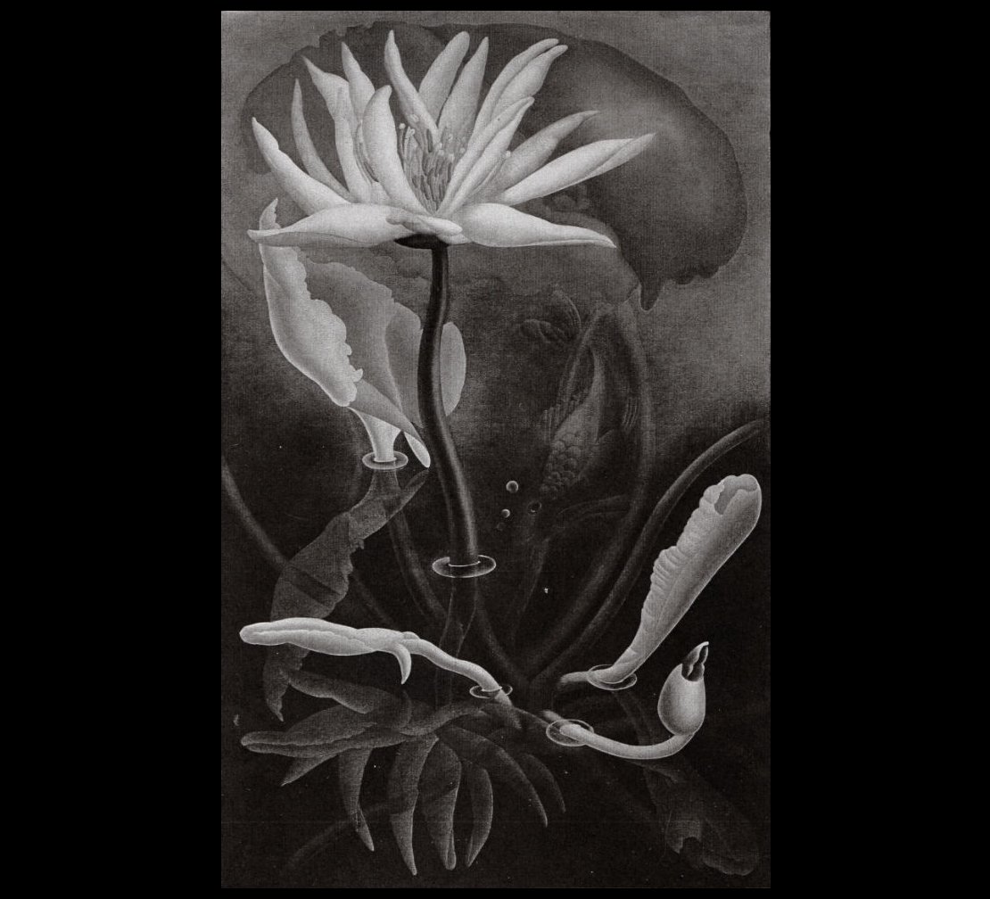 ClockworkCosmos's tweet photo. "Water Flower" - Ithell Colquhoun (1906-1988)
#IthellColquhoun https://t.co/xcqAc7cjUI
