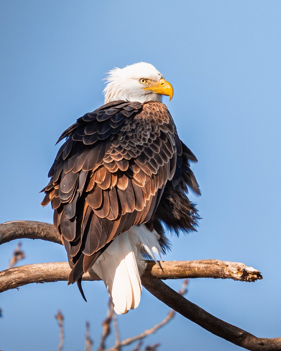 Perched for greatness