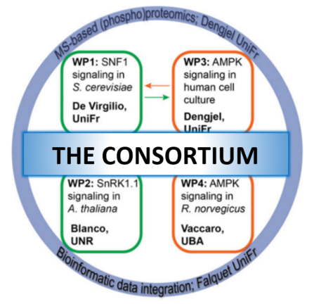 NicoEBlanco's tweet image. Plans for  #2025 ? We have a #postdocposition project &quot;Evolutionary conserved regulation of energy homeostasis&quot; #SnRK1 #AMPK #Snf1 @CEFOBI_CONICET Start Date: #March2025
 DM/ 📧blanco@cefobi-conicet.gov.ar 
Join our team to understand energy homeostasis mechanisms  #SPIRIT #SNF