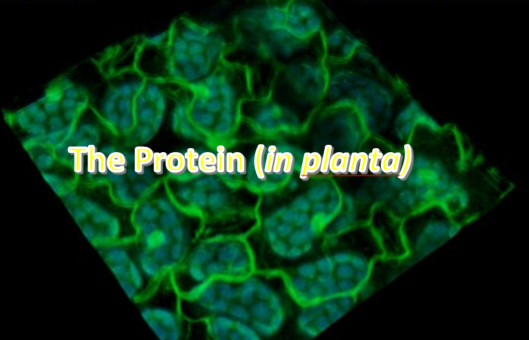NicoEBlanco's tweet image. Plans for  #2025 ? We have a #postdocposition project &quot;Evolutionary conserved regulation of energy homeostasis&quot; #SnRK1 #AMPK #Snf1 @CEFOBI_CONICET Start Date: #March2025
 DM/ 📧blanco@cefobi-conicet.gov.ar 
Join our team to understand energy homeostasis mechanisms  #SPIRIT #SNF
