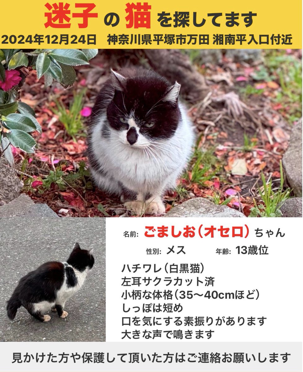 natsu（モヘ） tweet media