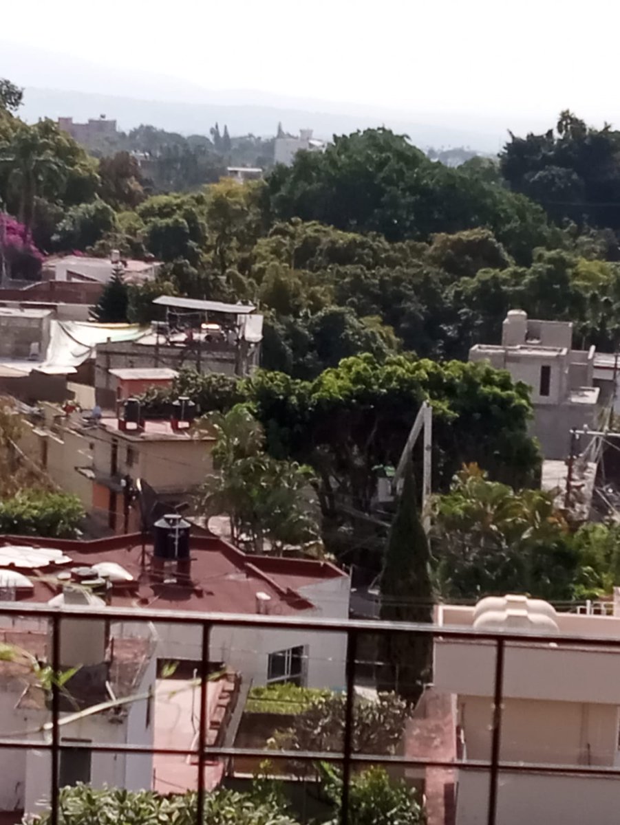 CesarInfante3's tweet photo. Las “podas” que parecen talada de árboles en Cuernavaca! Increíble lo que hace el @CuernavacaGob ! No hay forma de denunciar ya que es el mismo municipio que encabeza @jluriosteguis quienes destrozan la ciudad @SspCuernavaca @supercivicosmx @DiariodeMorelos https://t.co/vyC0QSQrp0