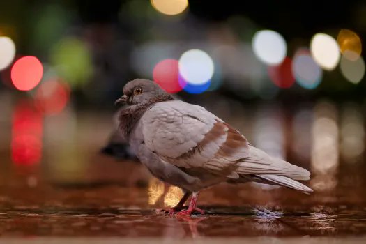 a_london_pigeon's tweet image. MT Rick Schwartz @JustEnoughFocus  #January2019 
Here’s a common pigeon from Plaça de Catalunya in the heart of Barcelona. It’s a fun place to watch the craziness in all directions.