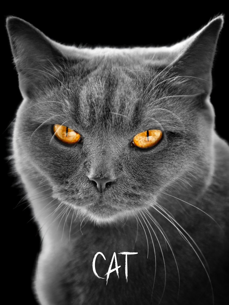 ScreenwriterMaV's tweet image. #FunPageFriday Horror short #screenplay

While vacationing in a secluded house, a woman with ailurophobia tries to escape from a cat that becomes possessed after she reads an ancient object.

#Horror #HorrorFam #HorrorCommunity #HorrorTwt #SpecScript