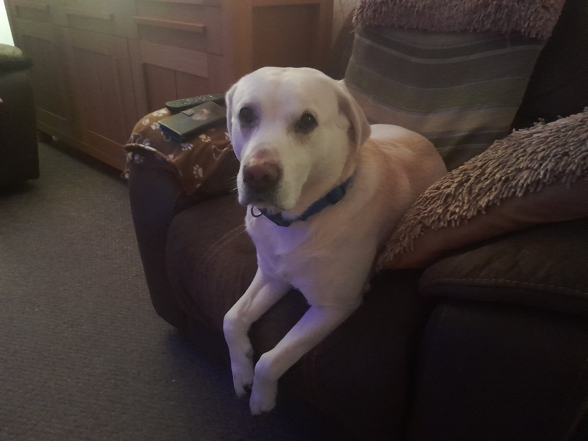 hacked24566's tweet photo. Loki likes his mummies chair #doggocontent #dogday #DOG https://t.co/tcSx645zUk