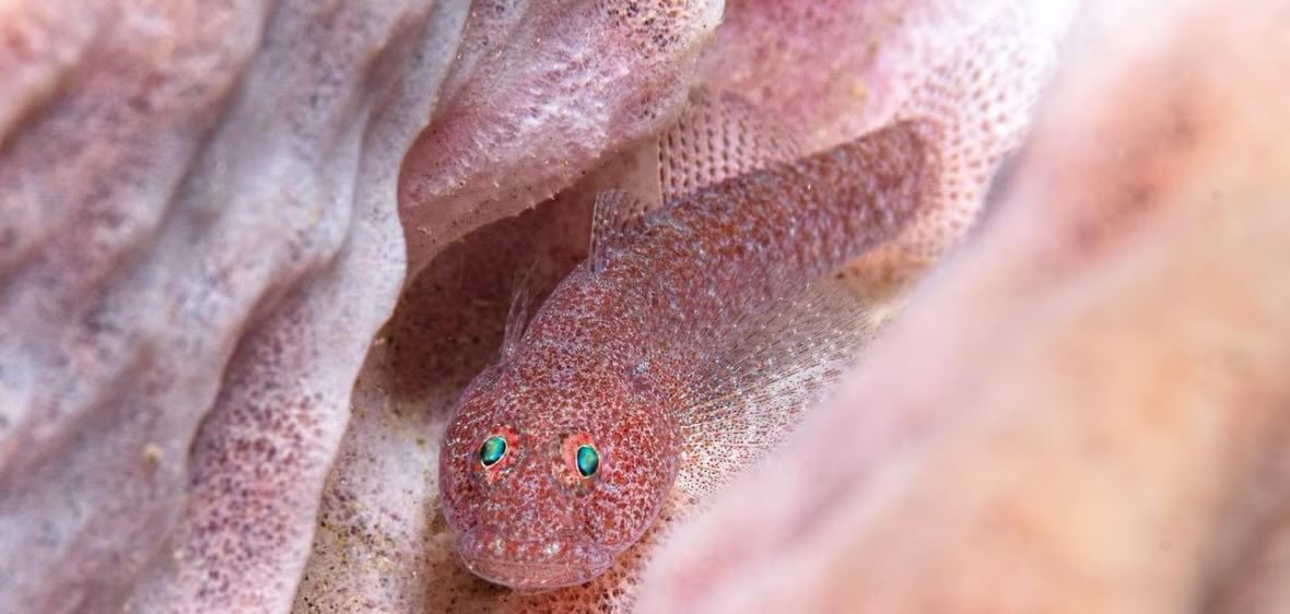 AnimalNewsNet's tweet photo. 134 new species discovered in 2024! 

From the starry-night geico to the guianan long-nosed armadillo.

#Species #AnimalLovers #NewYear2025 https://t.co/Qqs7Anpdfb