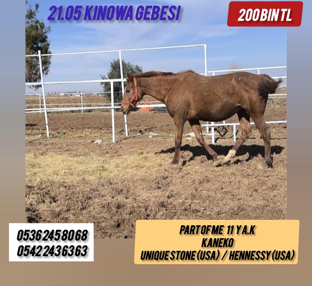 #Kinowa gebesi #Kaneko kızı damızlık Part Of Me #vamitalip #İdmanda #KoşanAtlar #TercihliKısraklar #GebeKısraklar #ArapTaylar #İngilizTaylar #Yearling #ArabianHorses #Stallion #Tjk #Tigem #PansiyonHara #Hipodrom #hara #Çiftlik  #TaySatış 0536 245 80 68 <a href="/varmitalip/">varmitalipcomtr</a> <a href="/AygirKinowa/">Kinowa Stallion</a>