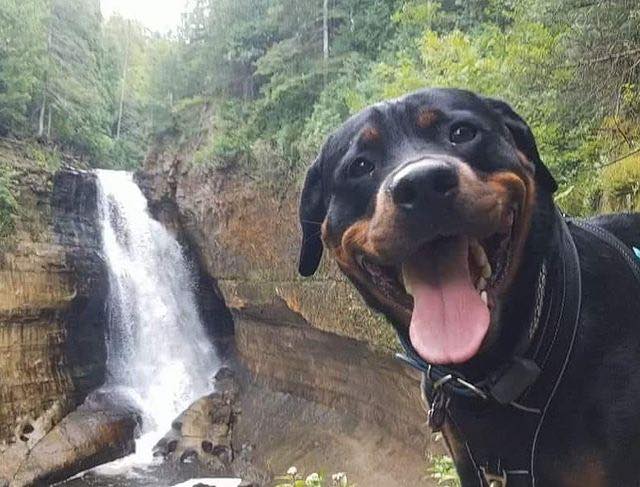 _B___S's tweet image. When your dog photobombs a great waterfall Pic, but it turns out OK.