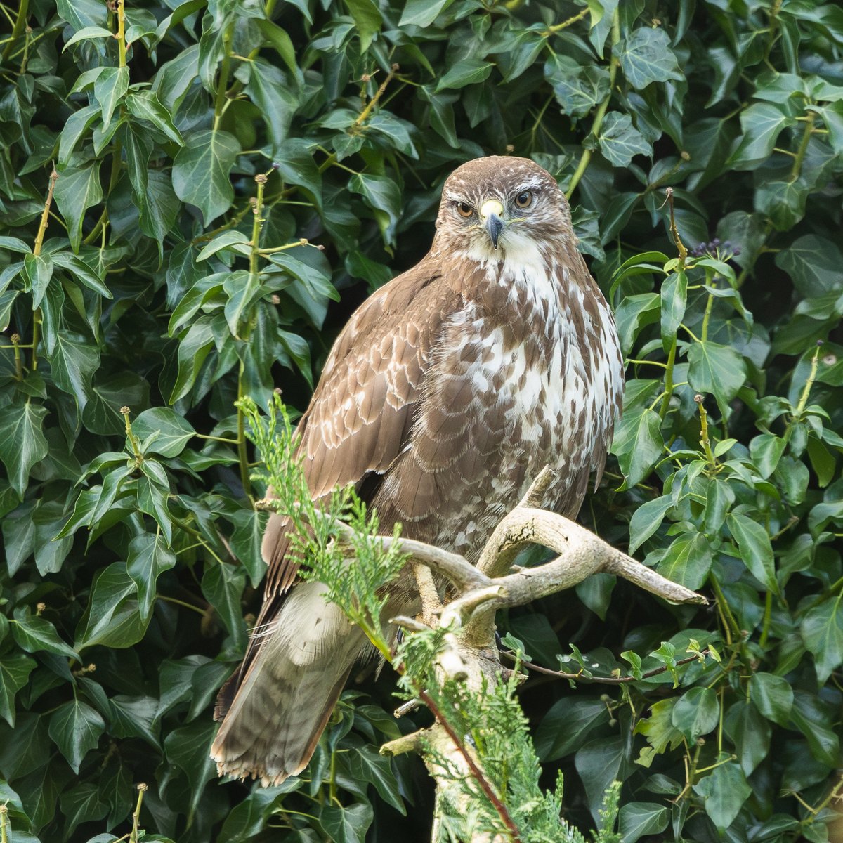 When I moved to Peterborough in the mid 1980's, Red Kites were confined to mid-Wales, Buzzards were only seen when travelling north or west and Jackdaws and Sparrowhawks were locally rare. Now all are regular visitors to our suburban Peterborough garden - how times change
#birds