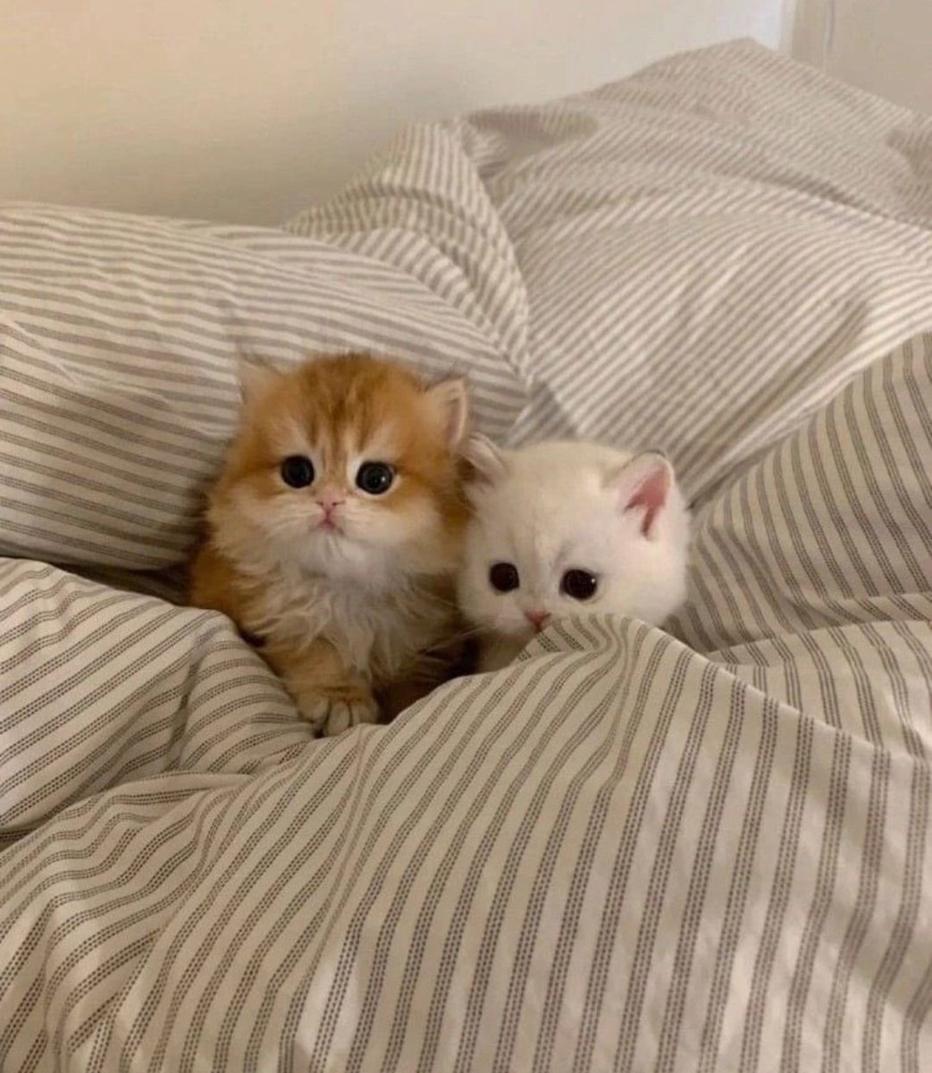 TheCatsX's tweet image. Cozy