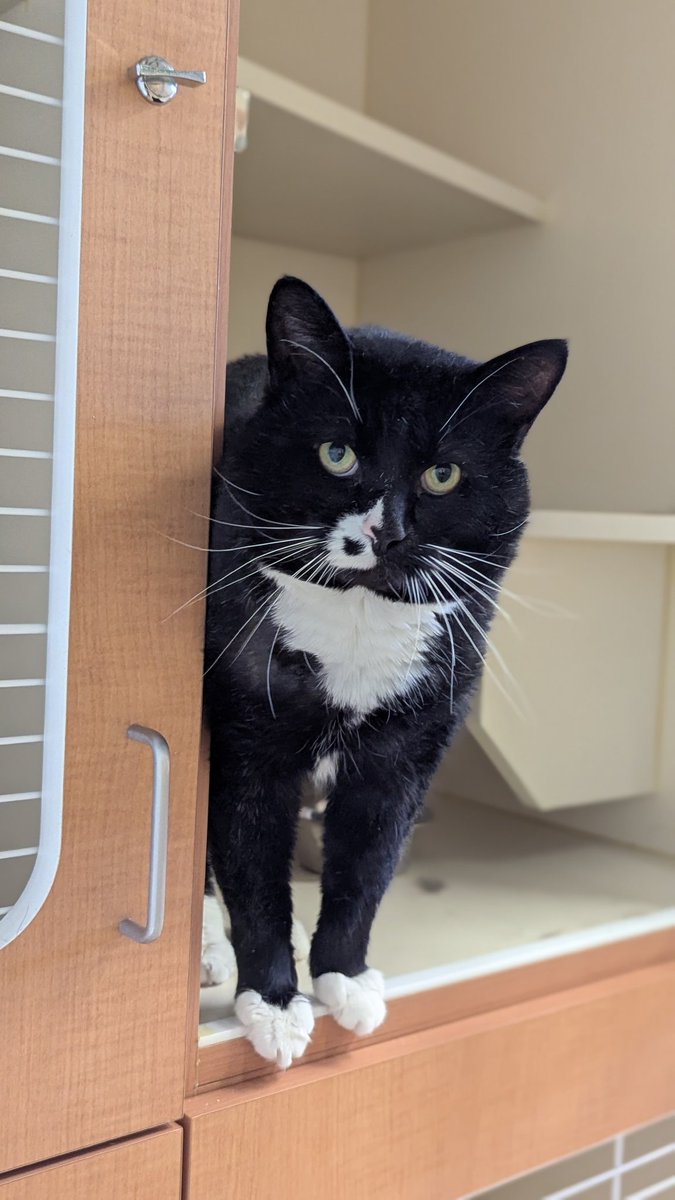 ComAnimalSrvYQL's tweet photo. Richard 🐈‍⬛ is looking for his forever home 🏠 with a loving family. 

This handsome boy is another found stray that was never claimed from the shelter.

Will you opt to adopt?

More info at:
https://t.co/uKLY5ZOLPN

#Opt2AdoptYQL #yql #lethbridge https://t.co/dYILsosGFS
