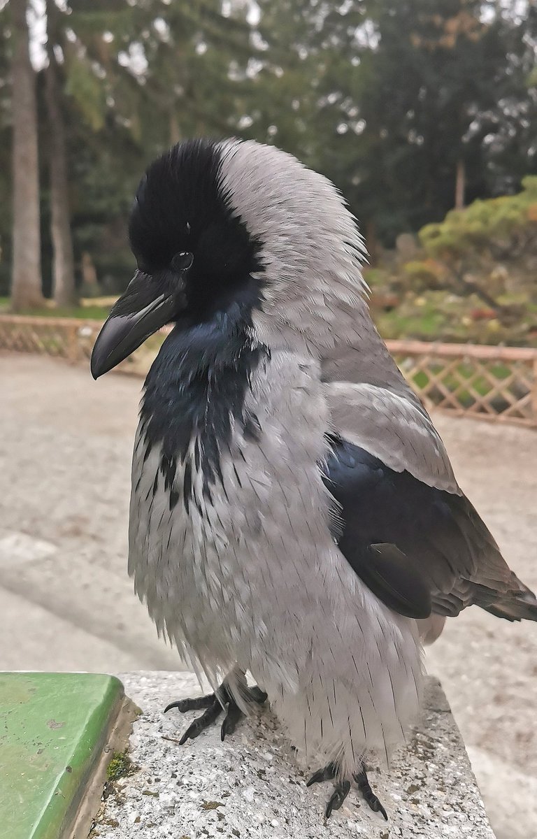 Vienna's beautiful crows

Fashion Fred in perfect outfit