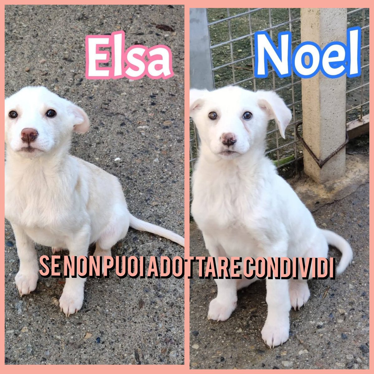 FiorellaArcodi1's tweet photo. Aiutiamo queste innocenti 🎻🪷
ELSA e NOEL Cucciole cercano adozione 4 mesi circa .Da adulte saranno una futura taglia media .Visibili presso l'  asilo dei senza tetto San Benedetto po 
MANTOVA dal 12/01/25 cel  3282773563
GRAZIE 😊