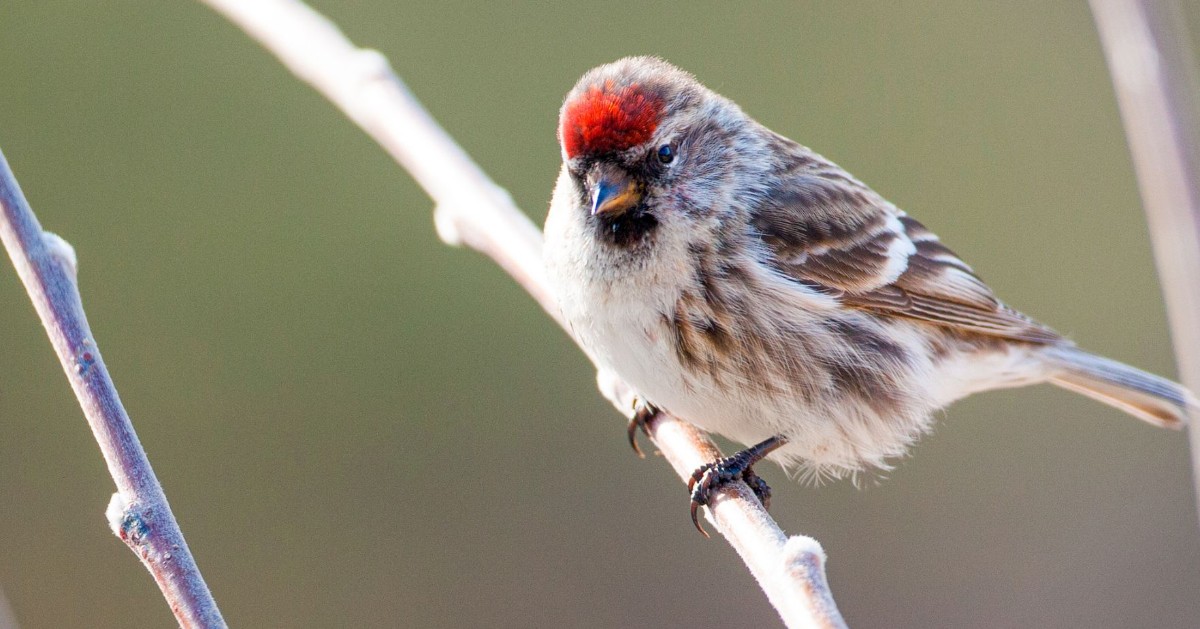 Remember you can enjoy beautiful wildlife &amp; birdwatching all year round at Llandegfedd
Connect with nature ow.ly/Gbyp50Uzo8j

Cofiwch y gallwch fwynhau prydferthwch bywyd gwyllt a gwylio adar trwy gydol y flwyddyn yn Llandegfedd
Ymgolli ym myd natur ow.ly/hAao50Uzo8i