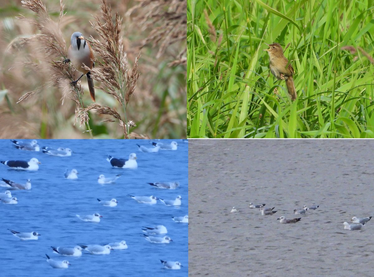 Duncan Bye (@duncbye) on Twitter photo #PWC2024 was my best ever year @patchbirding at Wheldrake Ings with a total of 159 species & 206 points. The only new species was <a href="/LoDerwentValley/">Elvington Birder</a> Great Reed Warbler find. Thanks to all the local birders & the <a href="/LDV_NNR/">LDV NNR</a> staff & volunteers
<a href="/YorkBirding/">York Birding</a> #PWC2024 was my best ever year @patchbirding at Wheldrake Ings with a total of 159 species & 206 points. The only new species was <a href="/LoDerwentValley/">Elvington Birder</a> Great Reed Warbler find. Thanks to all the local birders & the <a href="/LDV_NNR/">LDV NNR</a> staff & volunteers
<a href="/YorkBirding/">York Birding</a>