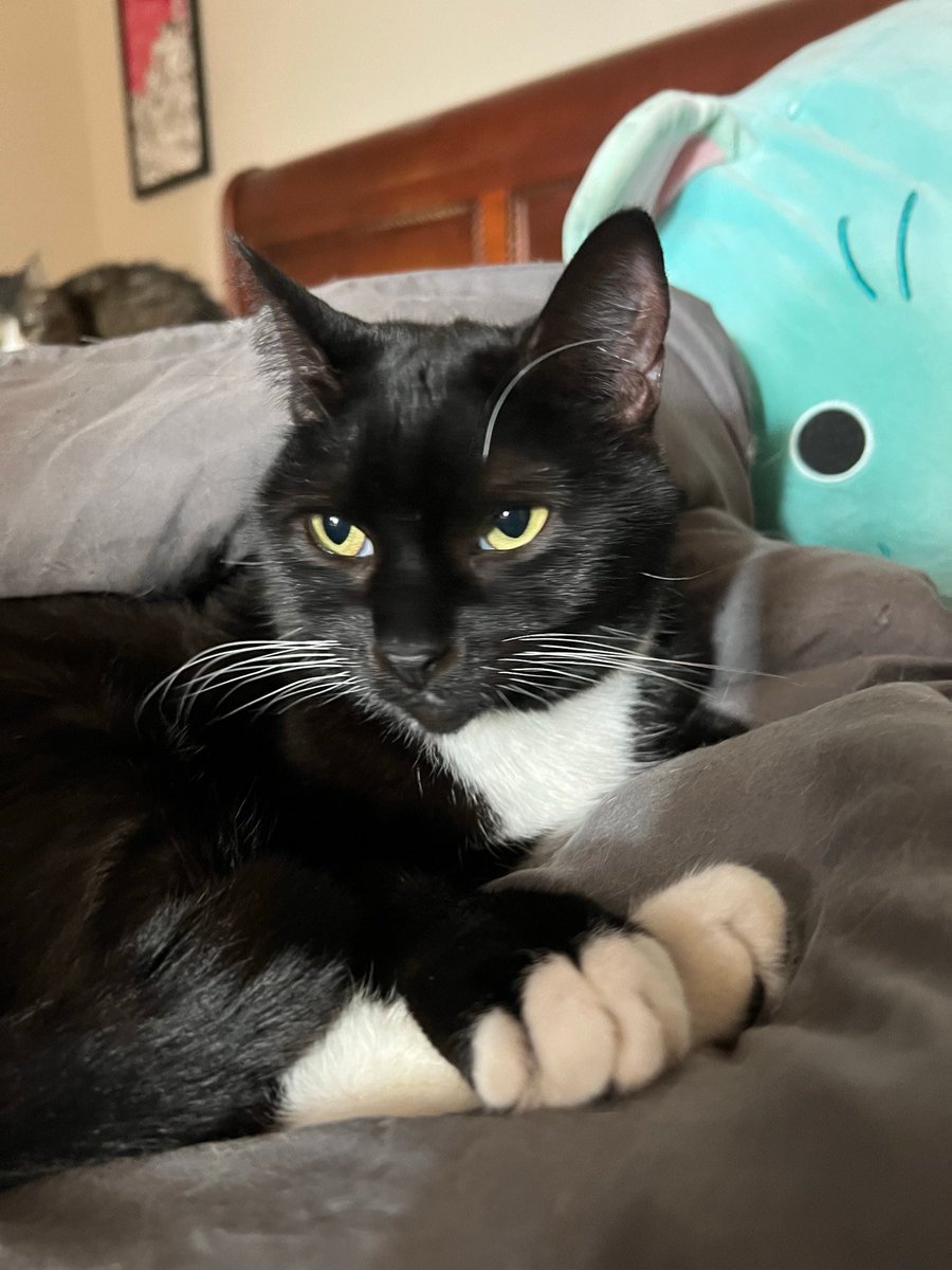 Godiva left for her forever home on Christmas Eve night, and according to updates she’s absolutely thriving in her new home and loves the girls. 🥹