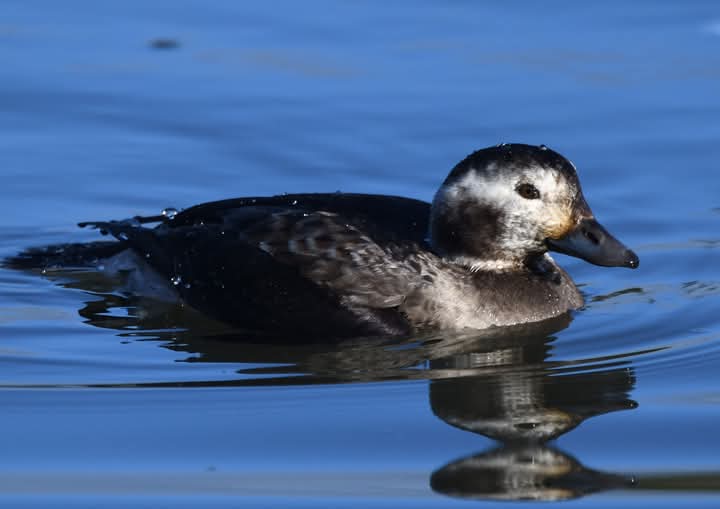 Long-tailed Duck today at Newquay Boating Lake