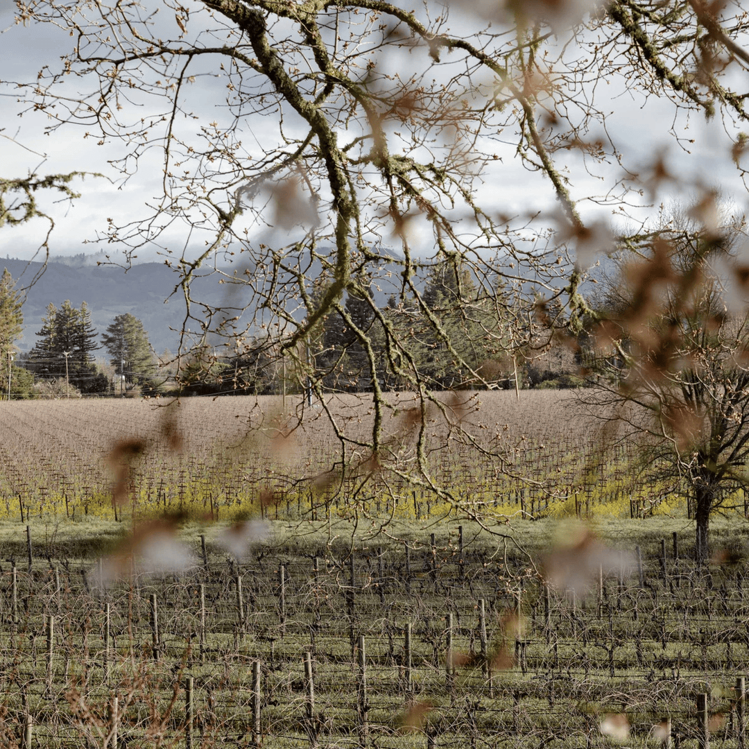 As the vines rest in winter's embrace, we are reminded of the beauty of renewal. Just like the vineyard, we too have the power to pause, reflect, and prepare for the new growth ahead. Let’s embrace the stillness. #napavalleywinery #napawinery