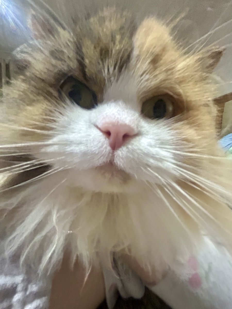 Roxy says “Hi”. #cats #pets #tortie 🐾