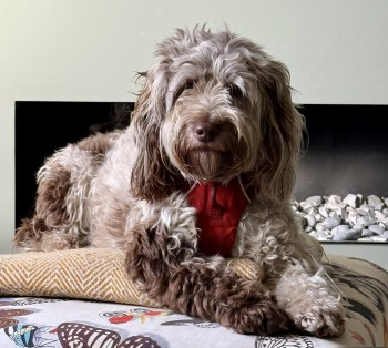 millypod1's tweet photo. 🆘3 JAN 2025 #Lost CANELA #ScanMe
YOUNG Brown Merle Cockerpoo Female
Stapleton Hall Road #London #N4 4QR 
( #CrouchEnd / #Haringey) Last seen at our property #N4
https://t.co/836P7PNKK6 https://t.co/lAhYFLeNps